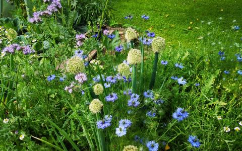 Blumenwiese